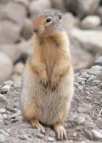 GroundSquirrel196.jpg