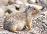 GroundSquirrel184.jpg