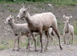 BighornSheep975.jpg