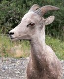 BighornSheep990.jpg