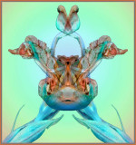 Iris2.jpg