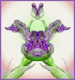 Iris3.jpg