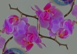 Orchids.jpg