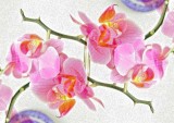 RedOrchid2.jpg