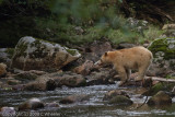 This is the last I saw of him. He headed off in the woods after this shot.