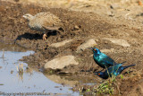Greater Blue-Eared Starling with a Natal Francolin in the background  (ID courtesy of KayeN)