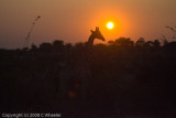 A giraffe and baby in the sunrise