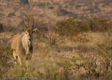 Eland - they are huge