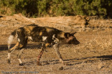 Wild dog