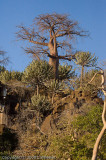 Baobab high on a hill