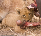 Lion cub chewing on cape buffalo bone