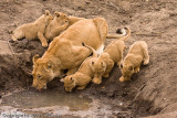 All 6 cubs and Mom having a drink