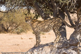 cheetah surveying the land