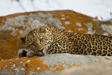 Lounging leopard