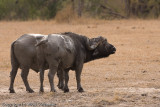 Cape Buffalo smelling the lions
