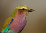 Close up of Lilac Breasted Roller