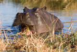 Hippo with the munchies