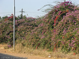Many flowers growing on the side of the road