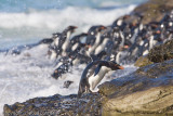 A whole colony leaving the water after feeding.