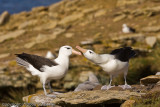 Clicking their beaks is part of the mating ritual