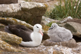 Mom and chick on the nest