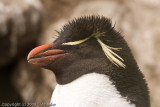 Rockhopper close up