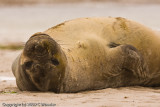 Silly elephant seal