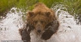 Plunging into the water. The bears that caught fish didnt fish like this :(  This guy was young.