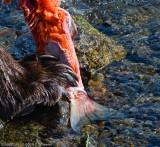 BF Not to gross anyone out, but after the bear kills the fish he skins it and then eats it.