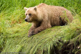 The bears wear down the grass where they set up their fishing position.  Look at those claws!