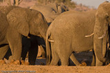Bachelor herd of elephants around a water hole. This one is poking the other one in the butt, an act of dominance.