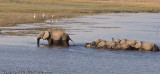elephants crossing the river