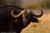 Cape buffalo