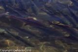 Sockeye salmon  _H1H0043-1.jpg