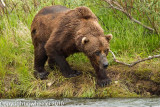 2010_alaska_grizzly_bears