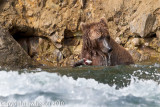 This bear was where there were some pretty strong rapids. _L6H8585-1.jpg