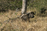 Lion stalking two cape buffalo