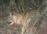 MalaMala. Leopard rubbing on bone