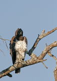 MM Martial Eagle