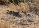 Etosha - These mongoose, mongeese, mongooses? were sure watching the jackal.