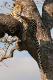 MM Very relaxed leopard in a tree.
