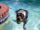 swimming along  in my speedo