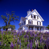 4th (tie)<br>Lupins at Strawberry Hill  by Bill Vann