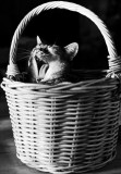 Echo in Basket by jono