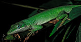 5th place: A Cold Anole by Warren Sarle