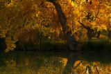 5th Place<br>The Pond by Albert Yanowich Jr.