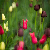 3rd Place<br>Tulip_04_resized.jpg