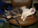 5th place<br>WHOSE chair?! by Laurie B. Adams