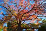 Autumnal Blaze by MHG