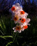 Fishy Flowers by Big Ga